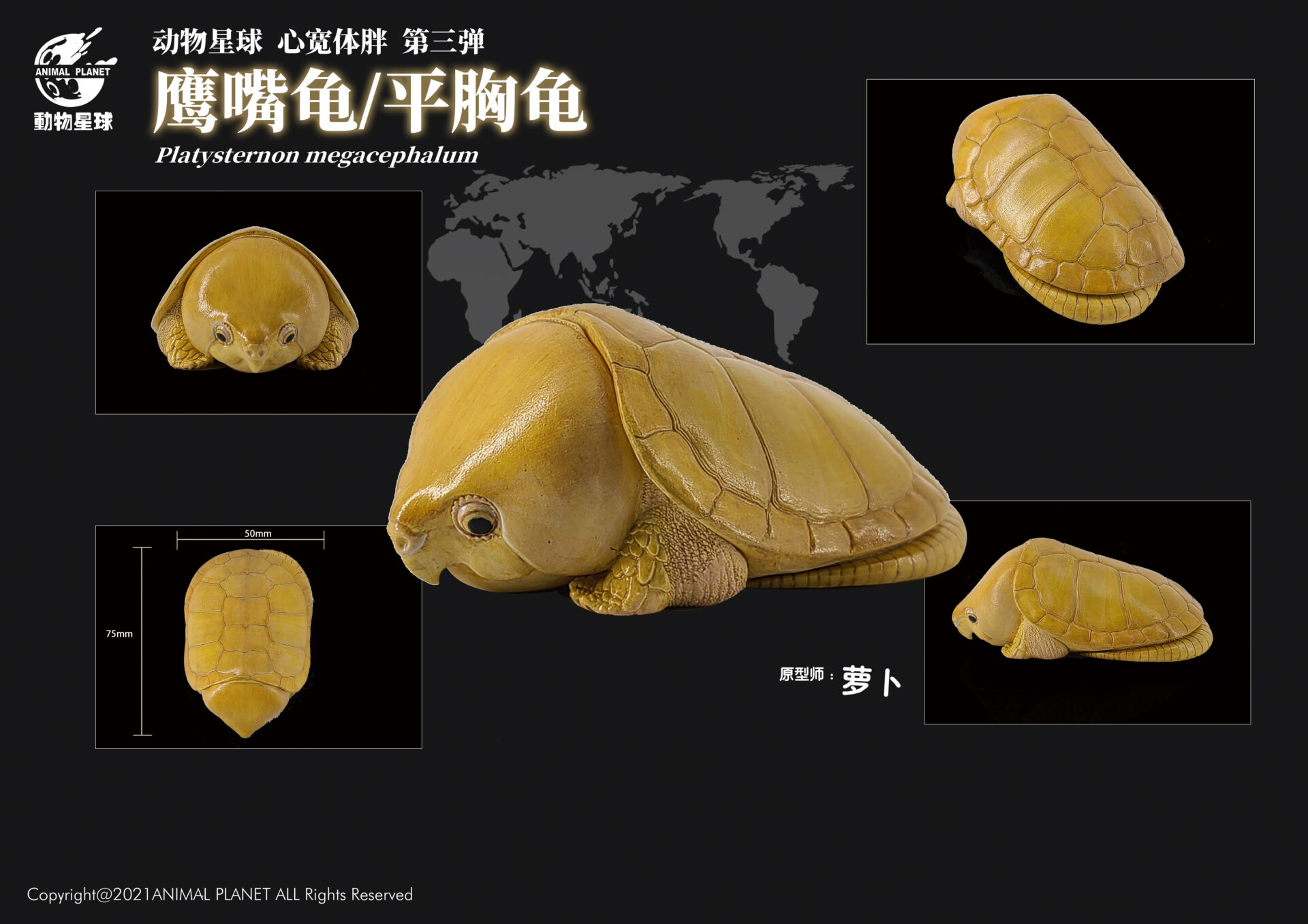 AHB Series 3 / Platysternon Megacephalum - Big-headed Turtle (Yellow) / Turtle