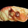 AHB Series 2 / Rhacodactylus Ciliatus - Crested Gecko (Red Cream) / Gecko