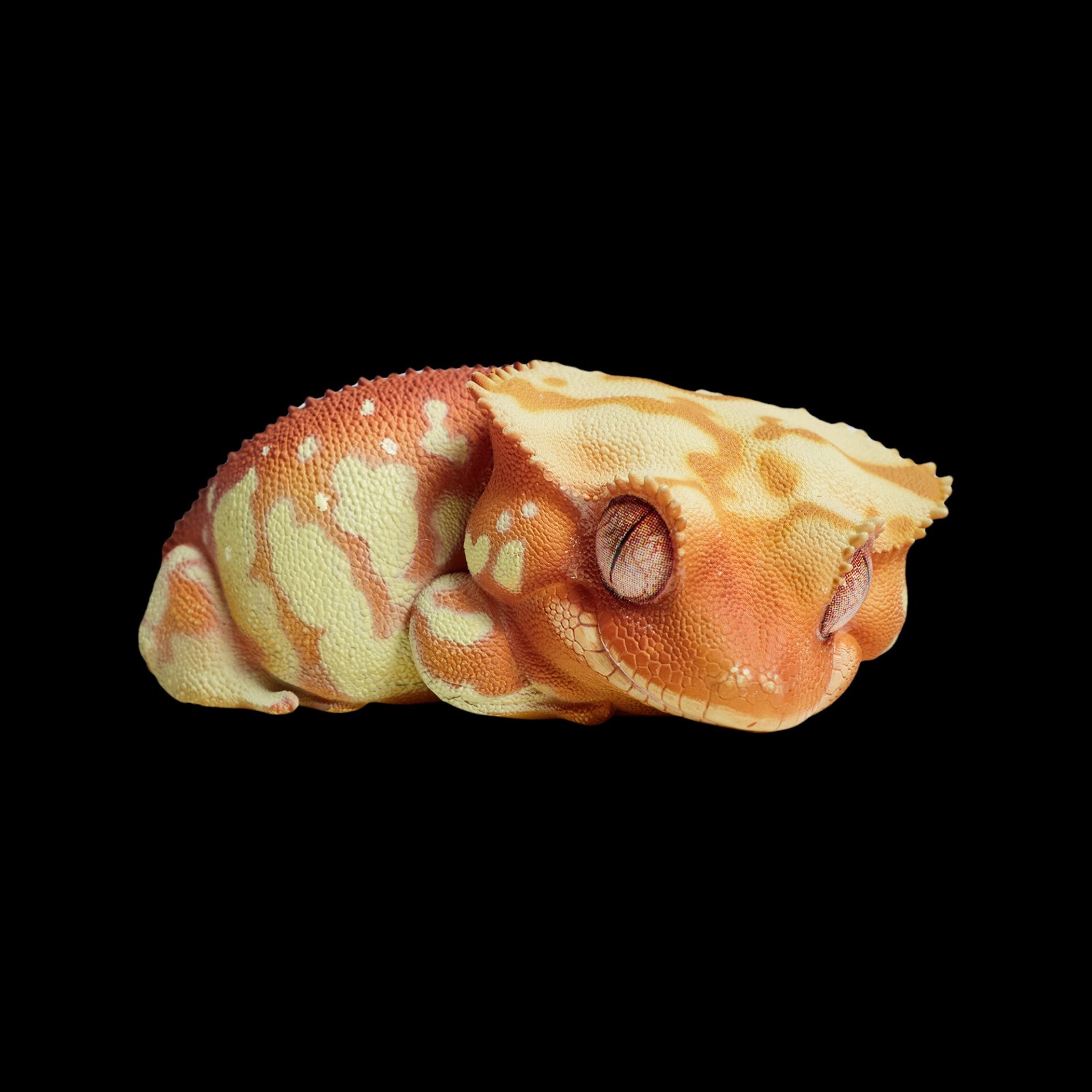 AHB-V2-01-01-d90e5929 AHB Series 2 - Crested Gecko (Red Cream) – Rhacodactylus ciliatus | Gecko