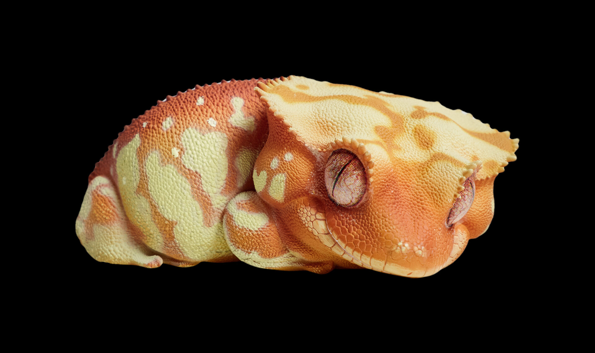 AHB Series 2 / Rhacodactylus Ciliatus - Crested Gecko (Red Cream) / Gecko
