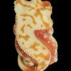 AHB Series 2 / Rhacodactylus Ciliatus - Crested Gecko (Red Cream) / Gecko
