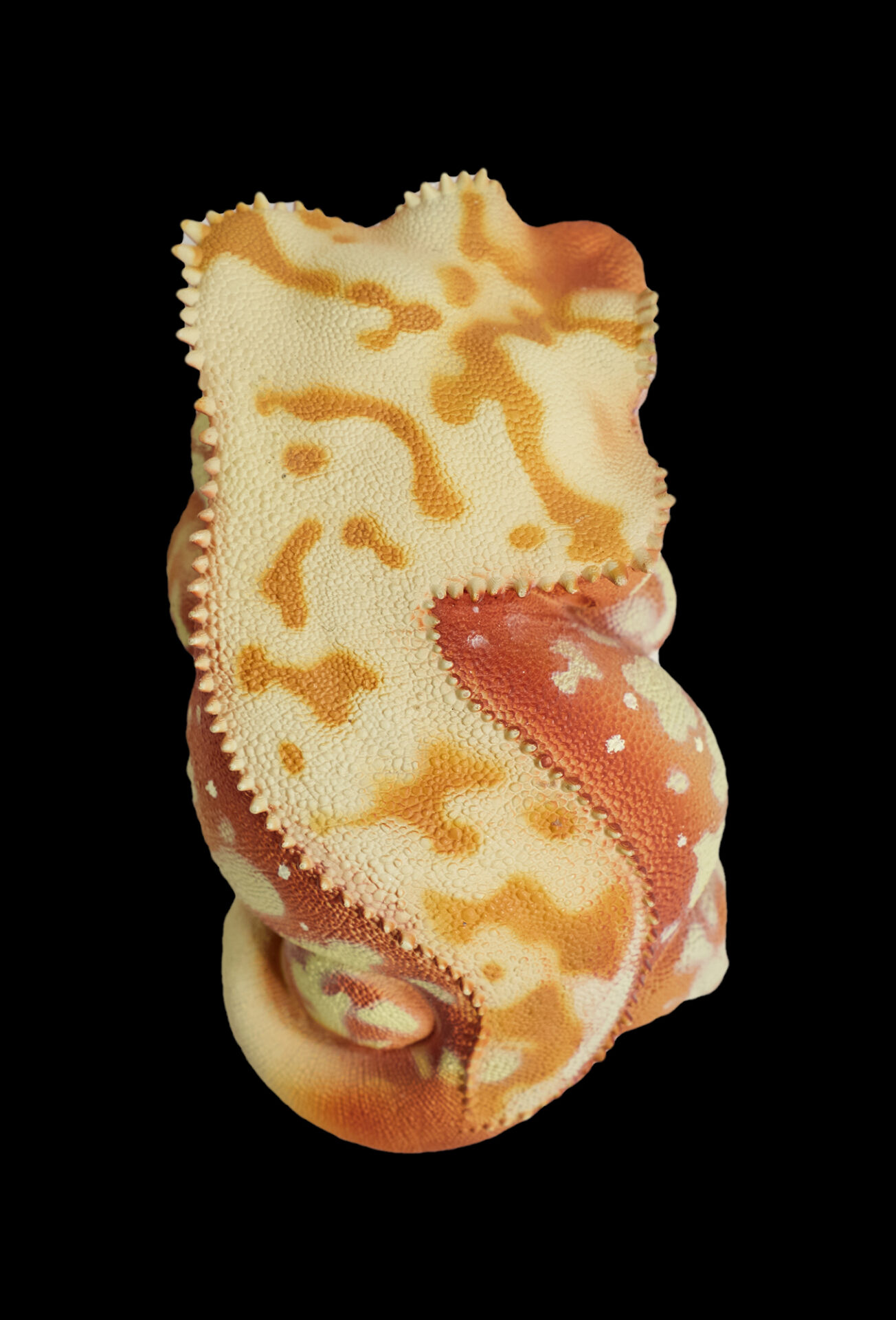AHB Series 2 / Rhacodactylus Ciliatus - Crested Gecko (Red Cream) / Gecko