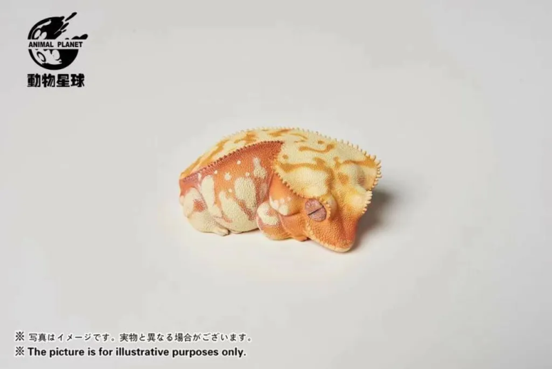 AHB Series 2 / Rhacodactylus Ciliatus - Crested Gecko (Red Cream) / Gecko