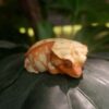 AHB Series 2 / Rhacodactylus Ciliatus - Crested Gecko (Red Cream) / Gecko
