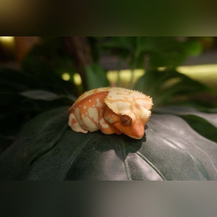 AHB-V2-01-04-e1712020991259-da0a9c28 AHB Series 2 - Crested Gecko (Red Cream) – Rhacodactylus ciliatus | Gecko