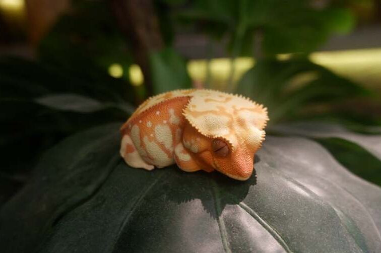 AHB Series 2 / Rhacodactylus Ciliatus - Crested Gecko (Red Cream) / Gecko
