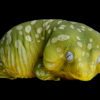 AHB Series 2 / Rhacodactylus Leachianus - Giant Gecko Leachie / Gecko