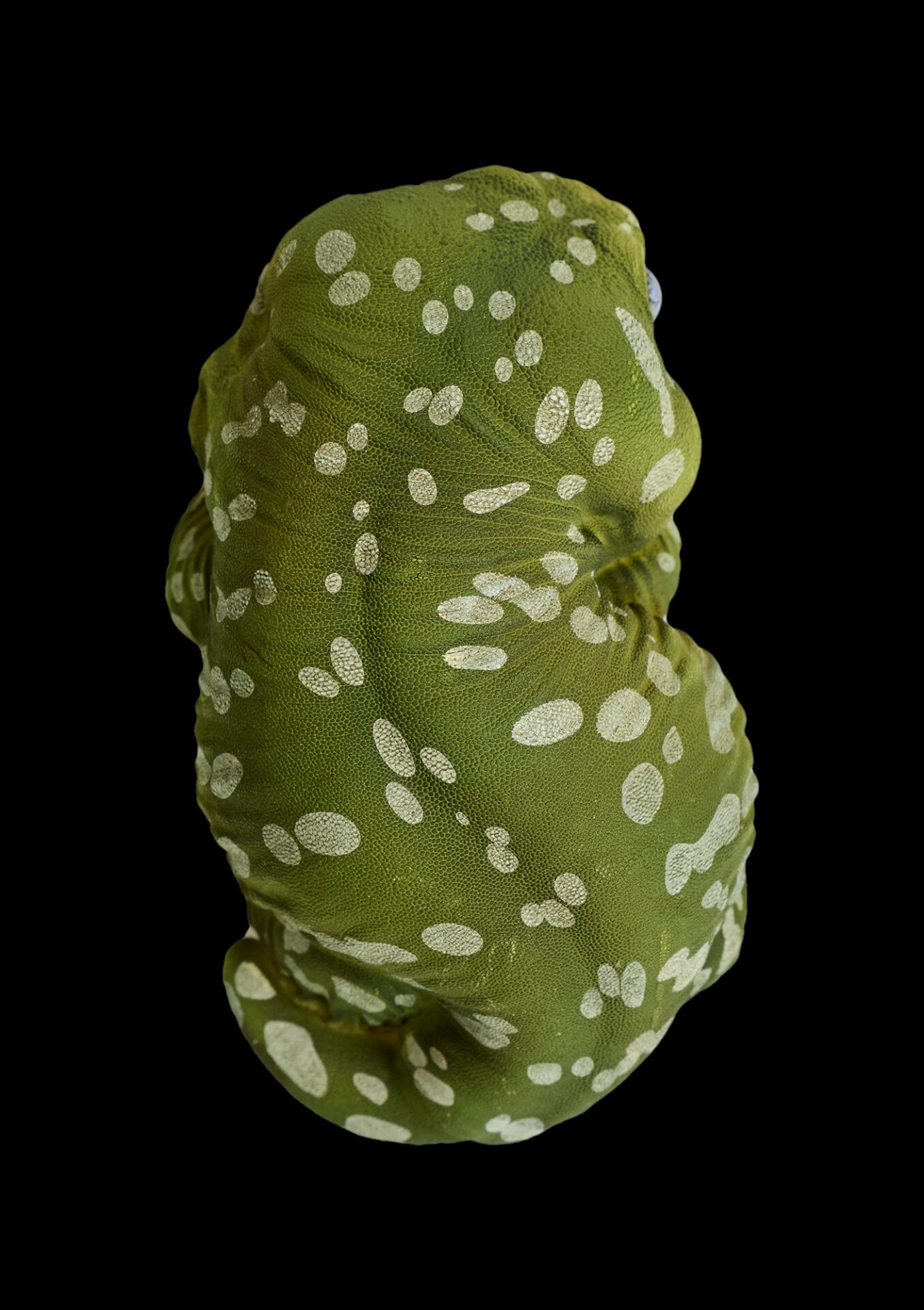 AHB Series 2 / Rhacodactylus Leachianus - Giant Gecko Leachie / Gecko