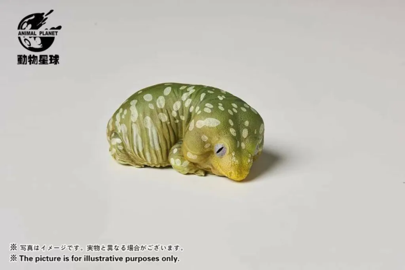 AHB Series 2 / Rhacodactylus Leachianus - Giant Gecko Leachie / Gecko