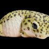 AHB Series 2 / Eublepharis Macularius - Leopard Gecko / Gecko