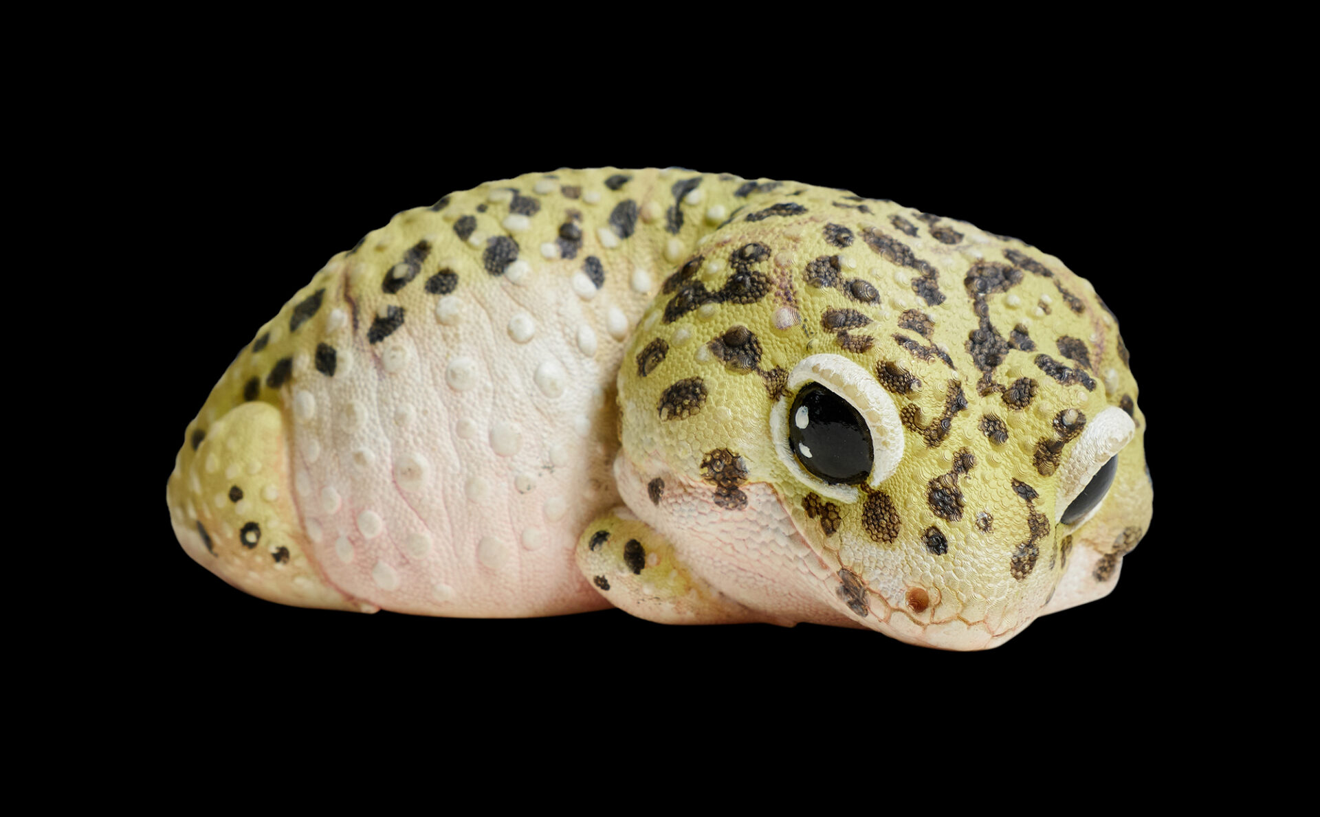 AHB Series 2 / Eublepharis Macularius - Leopard Gecko / Gecko