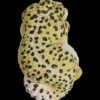 AHB Series 2 / Eublepharis Macularius - Leopard Gecko / Gecko