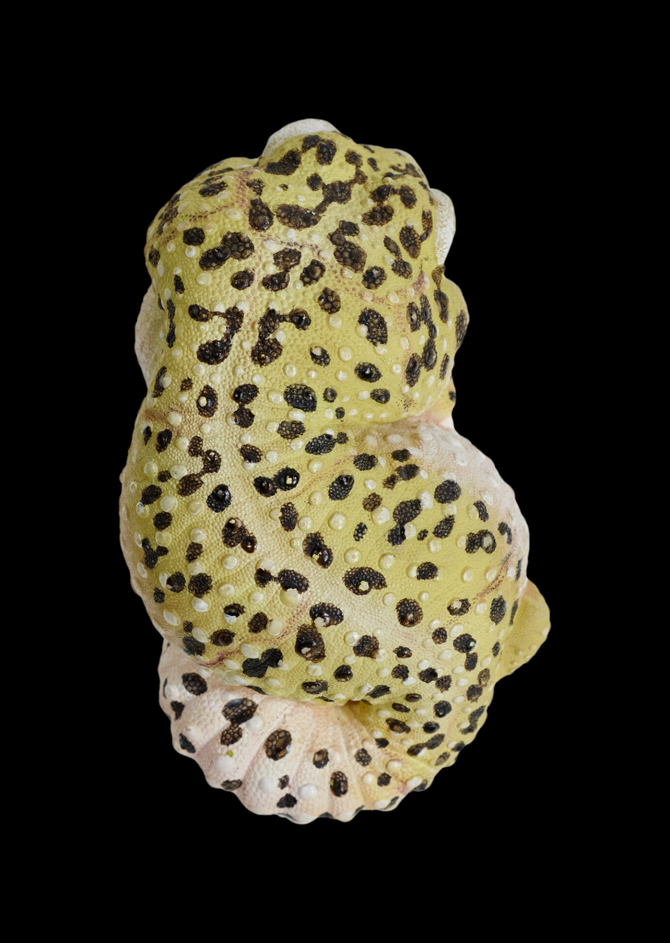 AHB Series 2 / Eublepharis Macularius - Leopard Gecko / Gecko