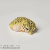 AHB Series 2 / Eublepharis Macularius - Leopard Gecko / Gecko