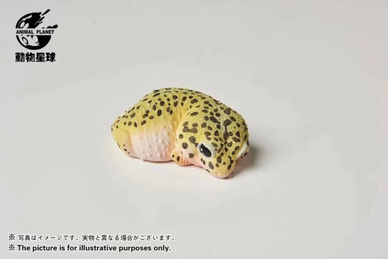 AHB Series 2 / Eublepharis Macularius - Leopard Gecko / Gecko