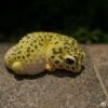 AHB Series 2 / Eublepharis Macularius - Leopard Gecko / Gecko