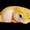 AHB Series 2 / Eublepharis Macularius - Leopard Gecko (Tangerine) / Gecko