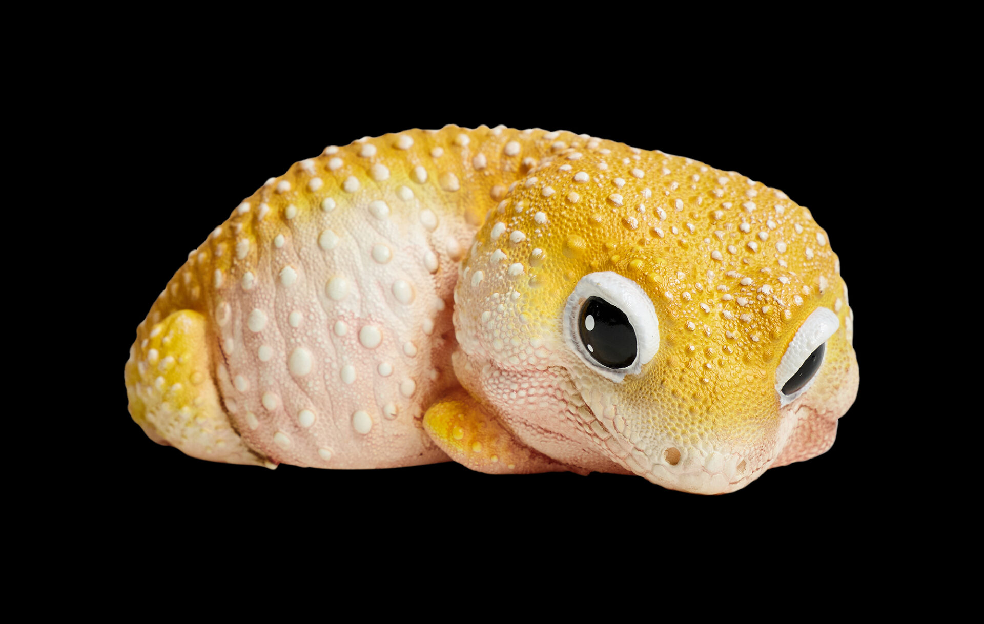 AHB Series 2 / Eublepharis Macularius - Leopard Gecko (Tangerine) / Gecko