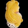 AHB Series 2 / Eublepharis Macularius - Leopard Gecko (Tangerine) / Gecko