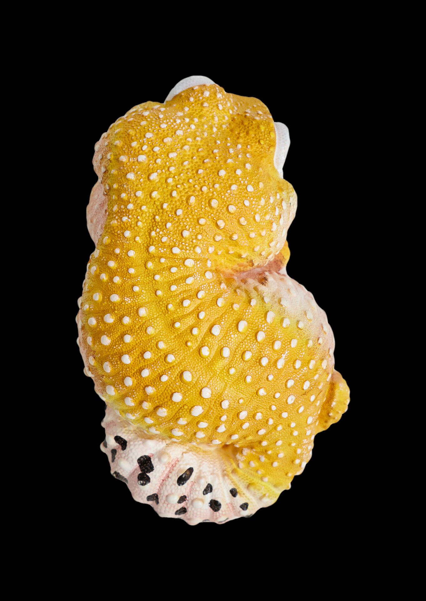 AHB Series 2 / Eublepharis Macularius - Leopard Gecko (Tangerine) / Gecko