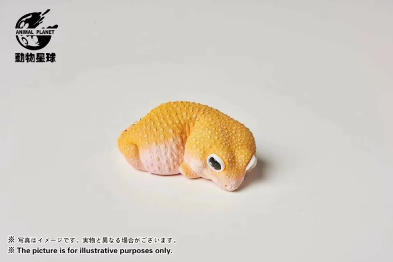 AHB Series 2 / Eublepharis Macularius - Leopard Gecko (Tangerine) / Gecko