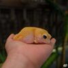 AHB Series 2 / Eublepharis Macularius - Leopard Gecko (Tangerine) / Gecko
