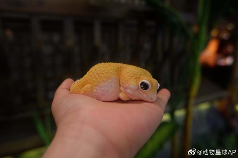 AHB Series 2 / Eublepharis Macularius - Leopard Gecko (Tangerine) / Gecko