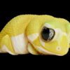 AHB Series 2 / Nephrurus Levis Pilbarensis - Knob-tailed Gecko (Patternless) / Gecko