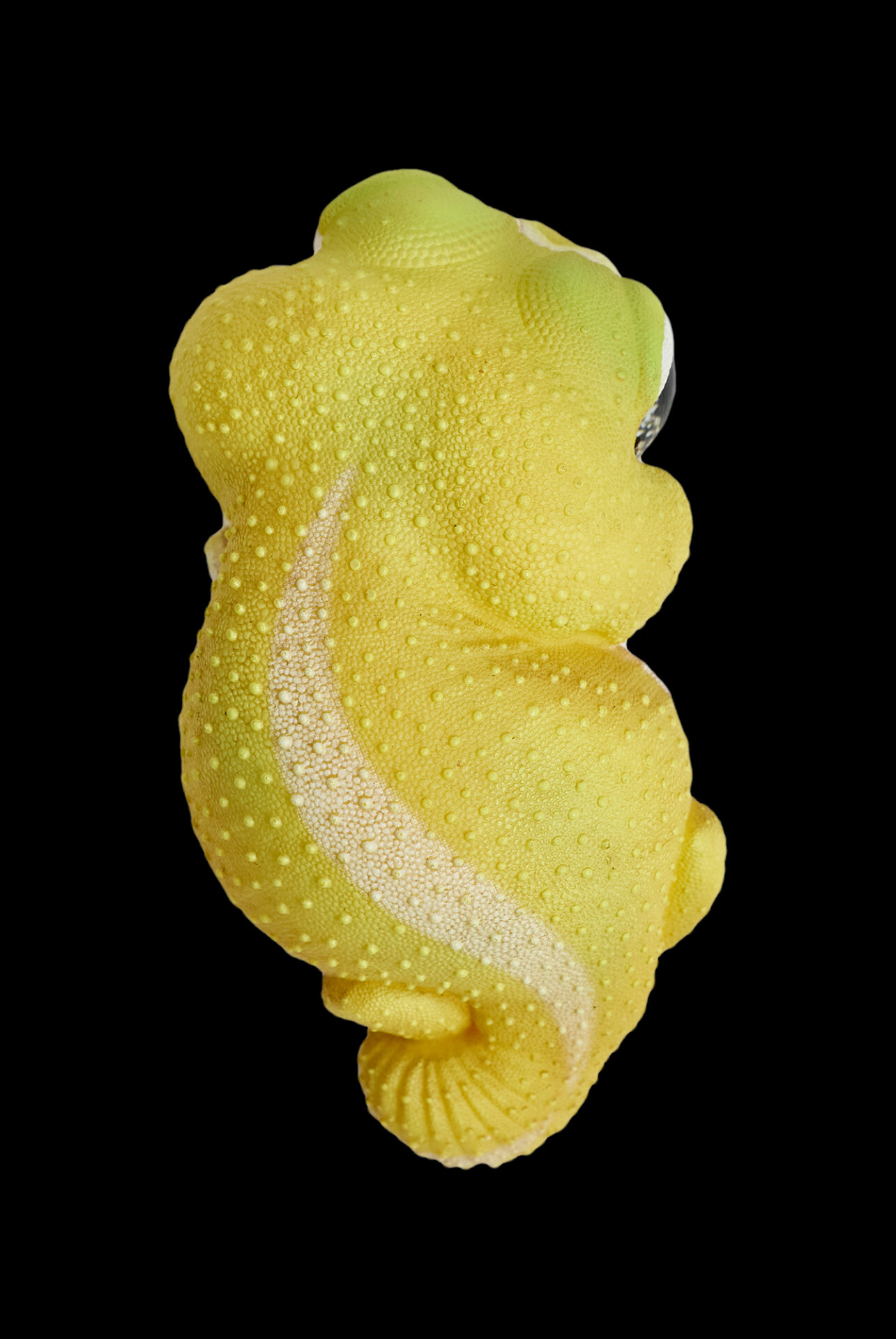 AHB Series 2 / Nephrurus Levis Pilbarensis - Knob-tailed Gecko (Patternless) / Gecko