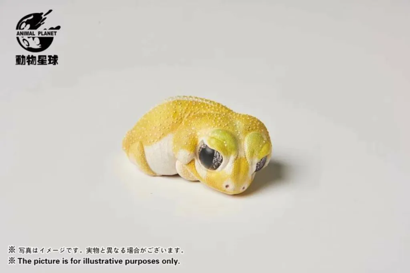 AHB Series 2 / Nephrurus Levis Pilbarensis - Knob-tailed Gecko (Patternless) / Gecko