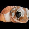 AHB Series 2 / Nephrurus Levis Pilbarensis - Knob-tailed Gecko / Gecko