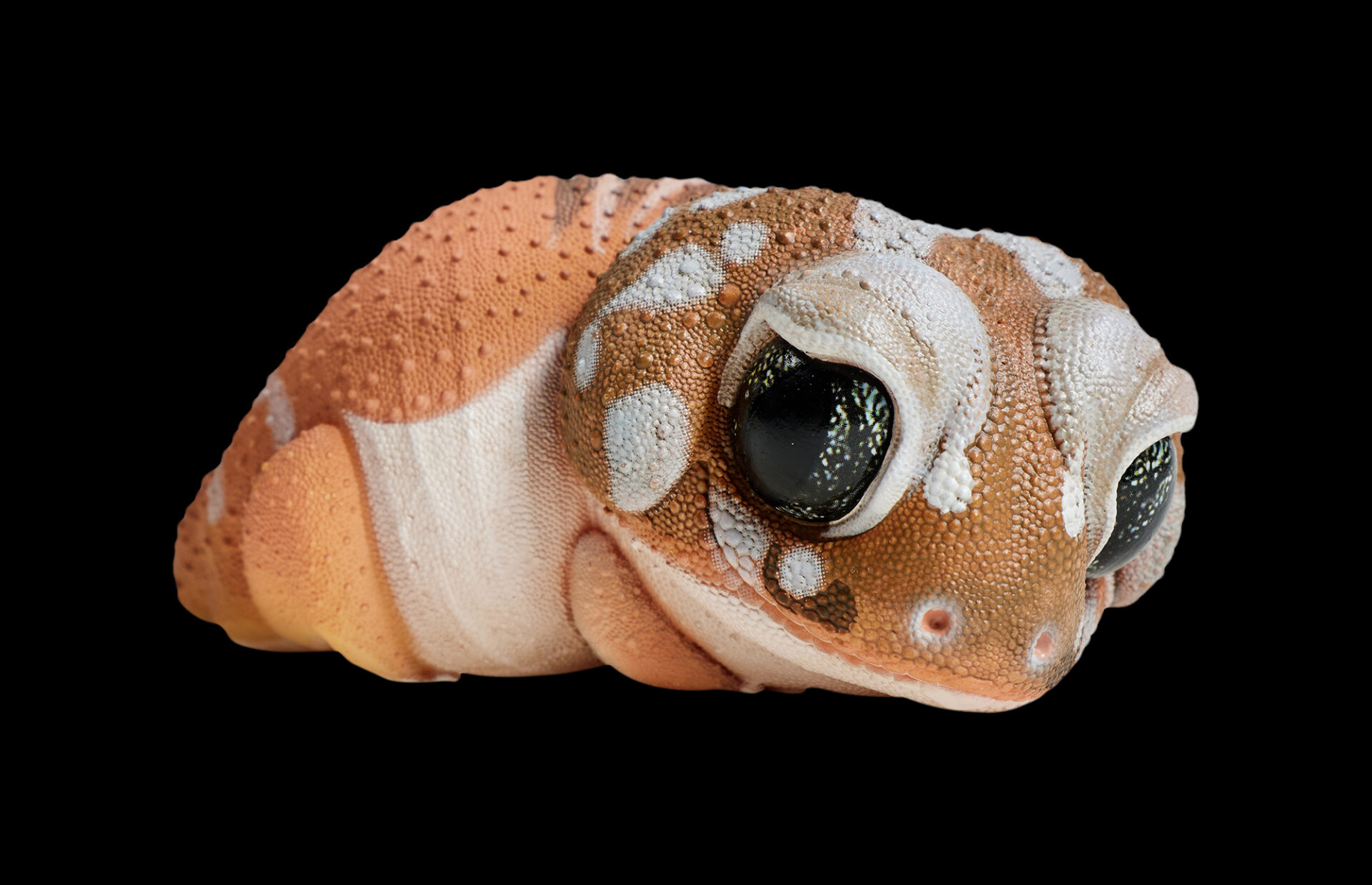 AHB Series 2 / Nephrurus Levis Pilbarensis - Knob-tailed Gecko / Gecko