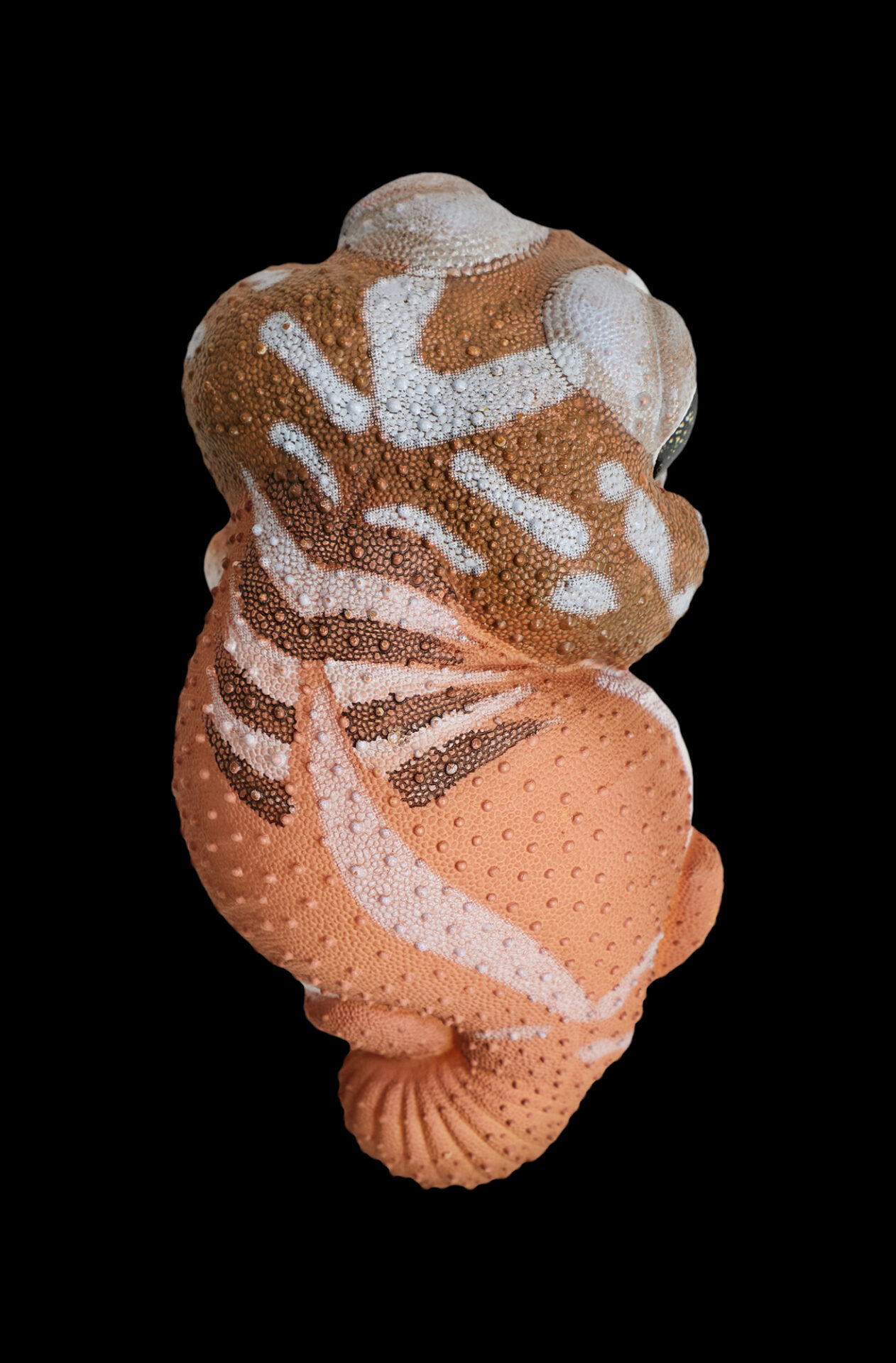 AHB Series 2 / Nephrurus Levis Pilbarensis - Knob-tailed Gecko / Gecko