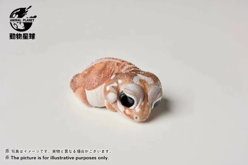 AHB Series 2 / Nephrurus Levis Pilbarensis - Knob-tailed Gecko / Gecko