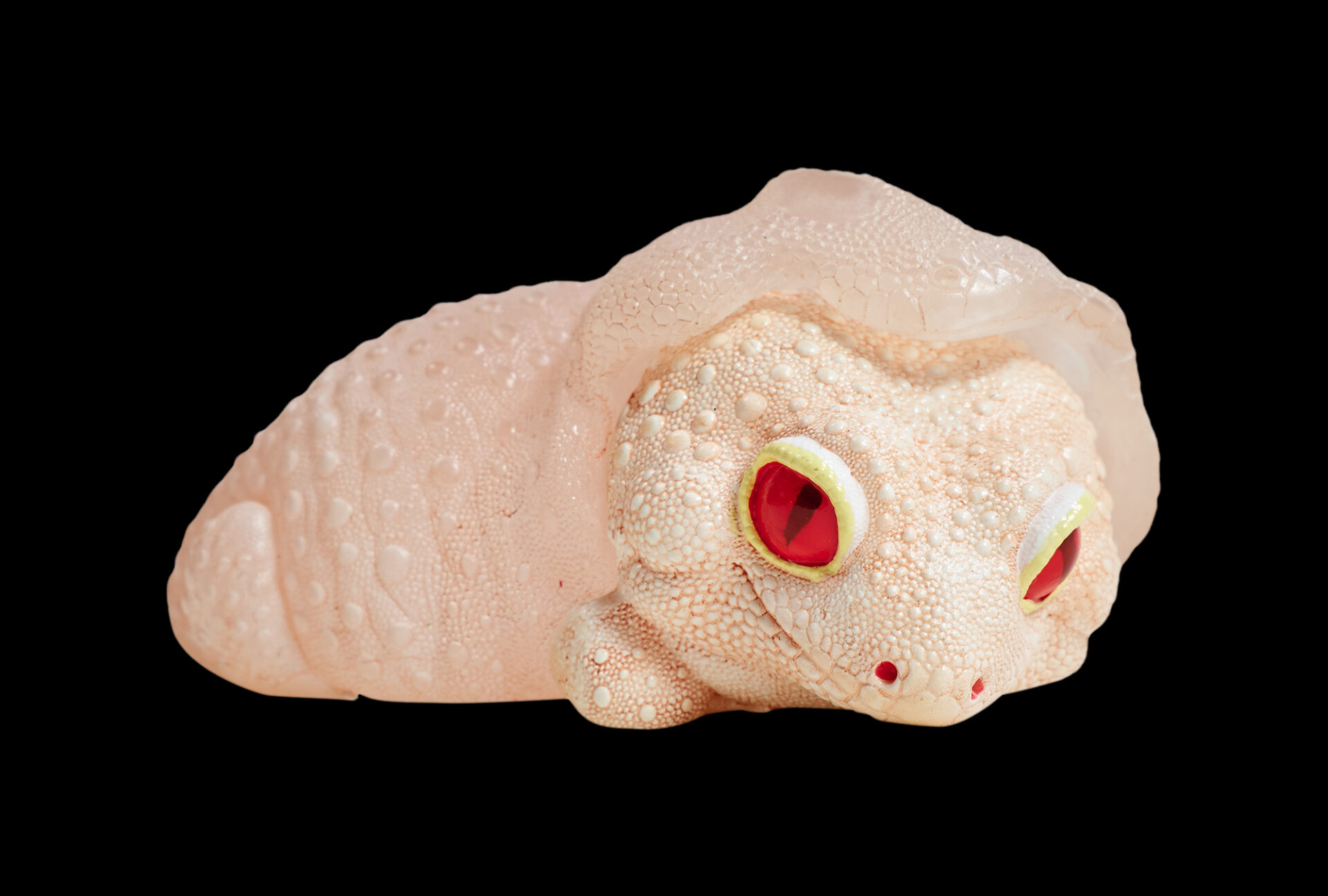 AHB Series 2 / Eublepharis macularius - Gecko shedding / Gecko