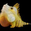 AHB Series 16 / American Iguana (Normal) / Lizard