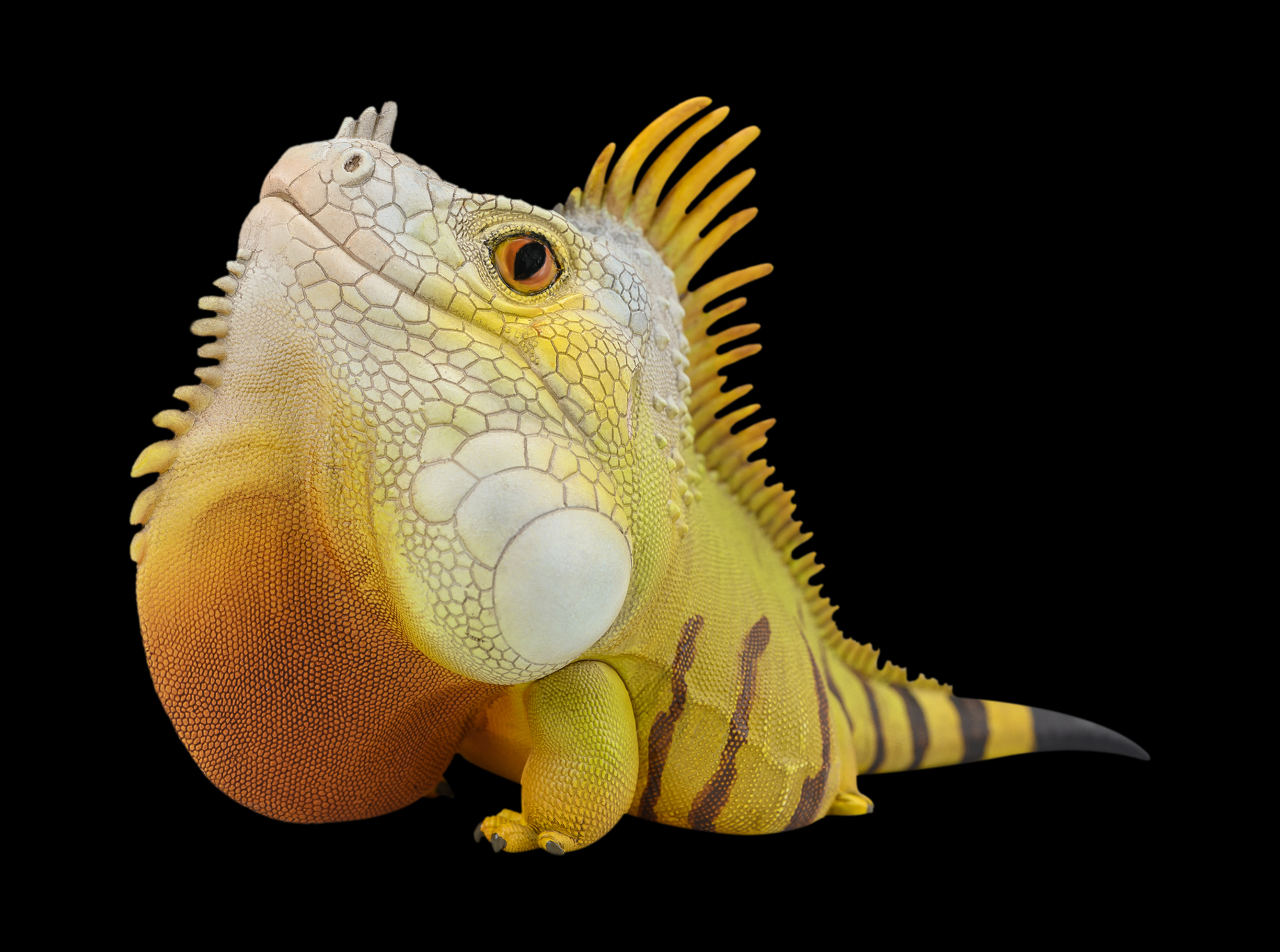 AHB Series 16 / American Iguana (Normal) / Lizard