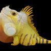AHB Series 16 / American Iguana (Normal) / Lizard