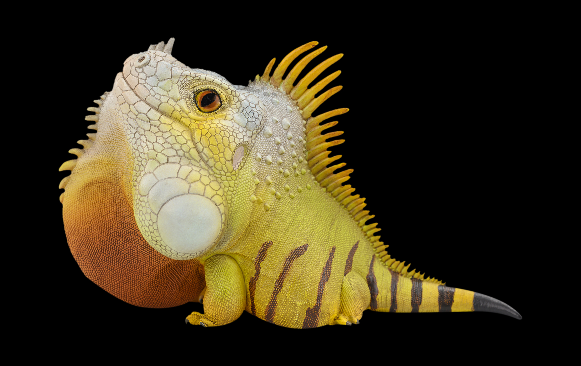 AHB Series 16 / American Iguana (Normal) / Lizard