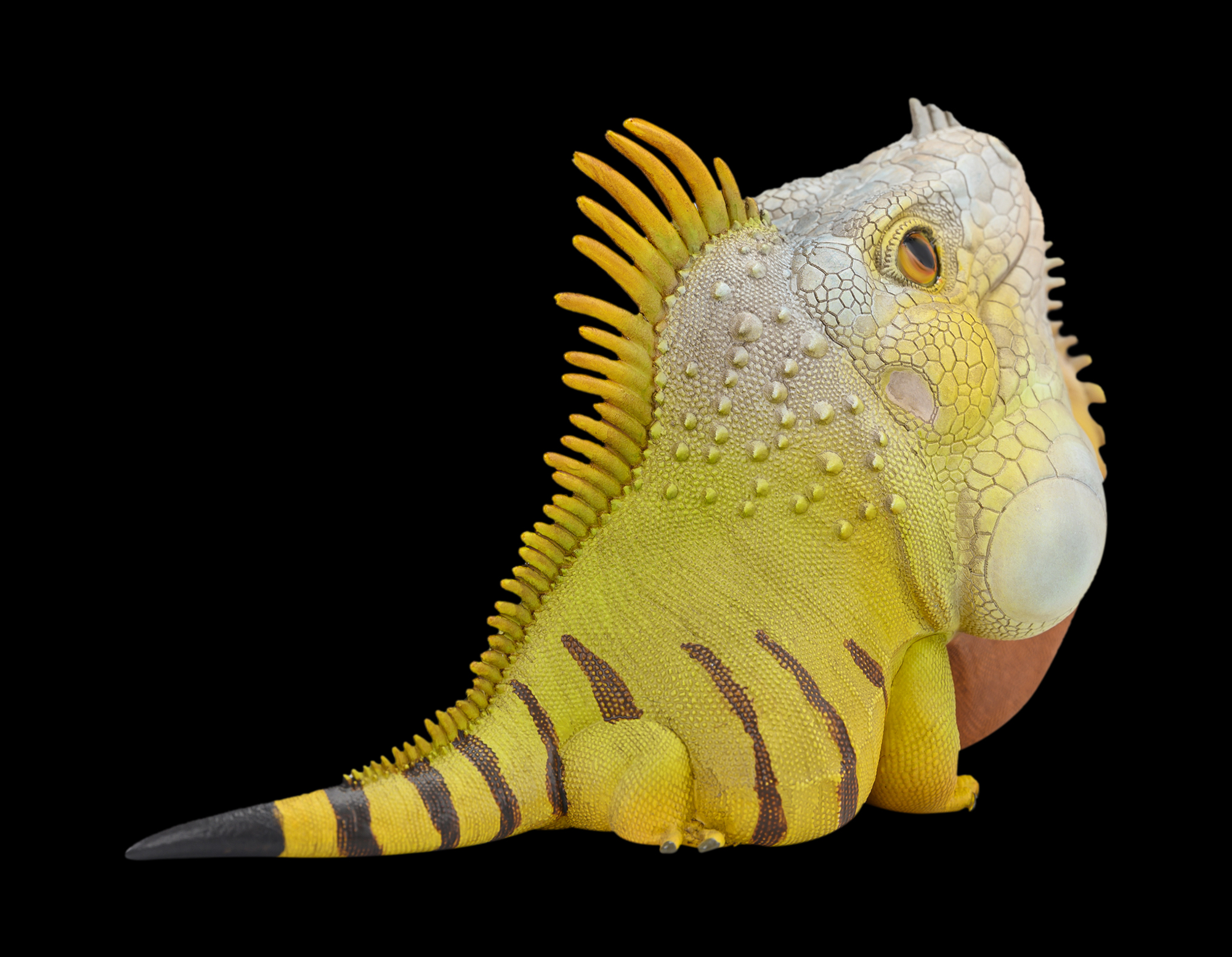 AHB Series 16 / American Iguana (Normal) / Lizard