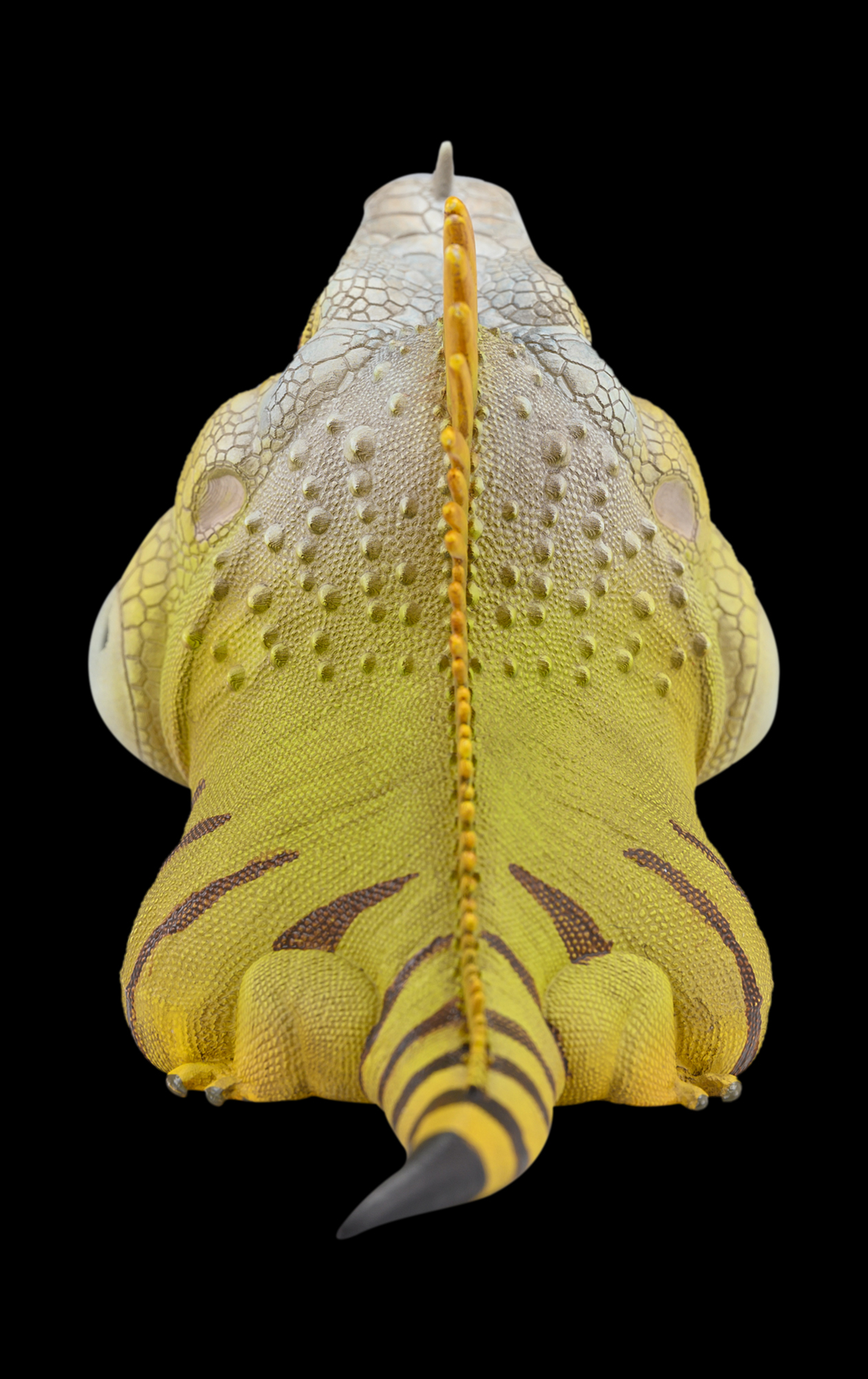 AHB Series 16 / American Iguana (Normal) / Lizard