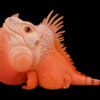 AHB Series 16 / American Iguana (Red Albino) / Lizard