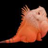 AHB Series 16 / American Iguana (Red Albino) / Lizard