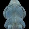 AHB Series 16 / Cyclura Lewisi - Blue Iguana / Lizard