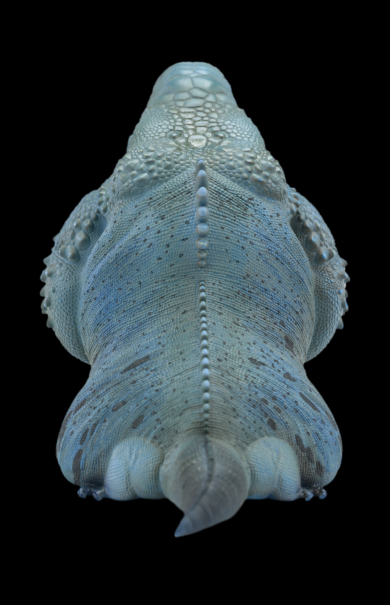 AHB Series 16 / Cyclura Lewisi - Blue Iguana / Lizard