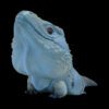 AHB Series 16 / Cyclura Lewisi - Blue Iguana / Lizard