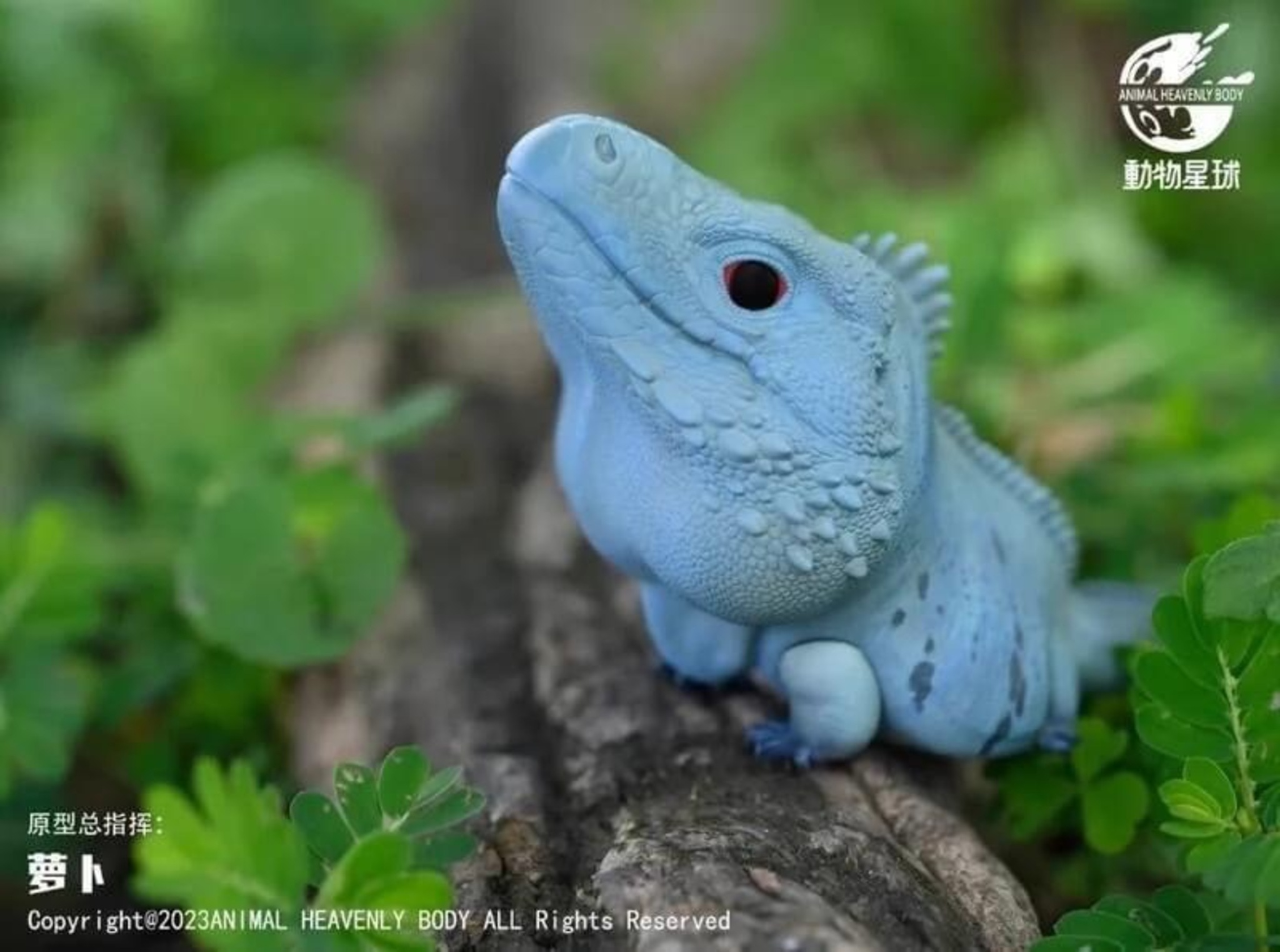 AHB Series 16 / Cyclura Lewisi - Blue Iguana / Lizard