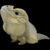 AHB Series 16 / Cyclura Cornuta - Rhinoceros Iguana / Lizard