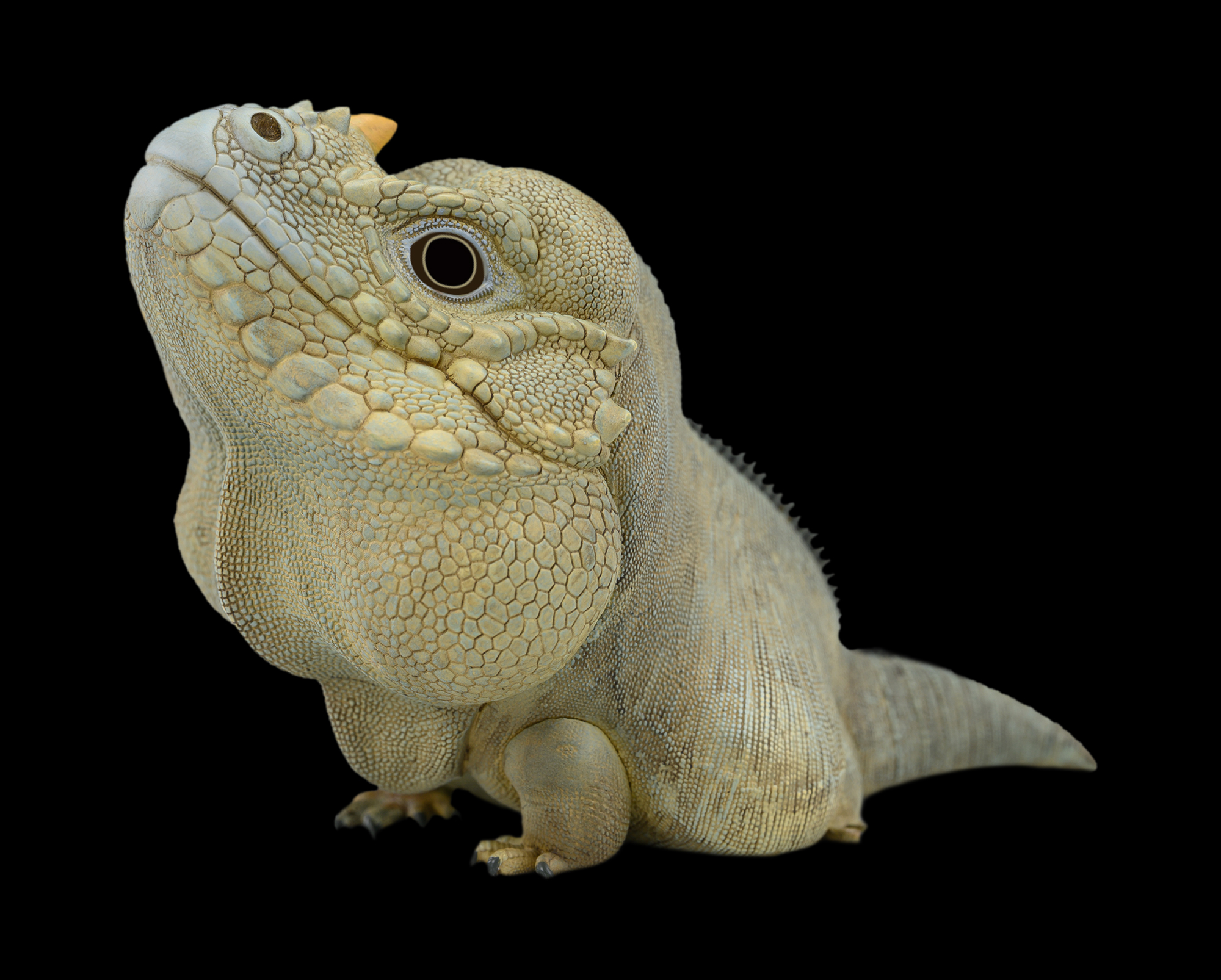 AHB Series 16 / Cyclura Cornuta - Rhinoceros Iguana / Lizard