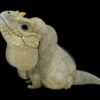 AHB Series 16 / Cyclura Cornuta - Rhinoceros Iguana / Lizard